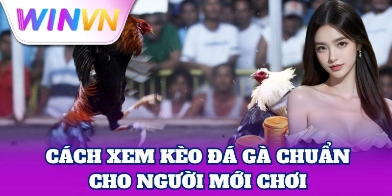 Cách Xem Kèo Đá Gà chuẩn cho người mới chơi