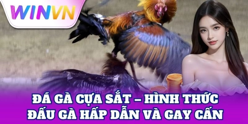 Đá Gà Cựa Sắt – Đấu trường kịch tính đầy máu lửa