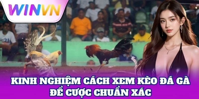 Kinh nghiệm Cách Xem Kèo Đá Gà để cược chuẩn xác