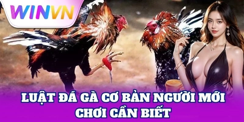 Luật Đá Gà cơ bản người mới chơi cần biết