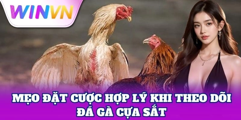 Mẹo đặt cược hợp lý khi theo dõi Đá Gà Cựa Sắt